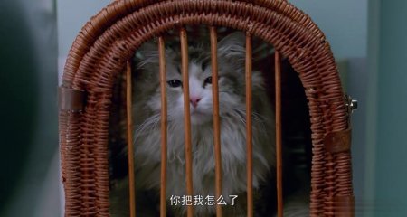 Девять жизней (2016)