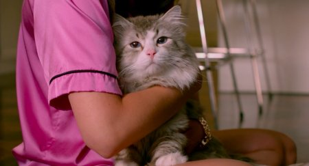 Девять жизней (2016) Девять жизней (2016)