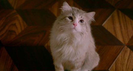 Девять жизней (2016) Девять жизней (2016)