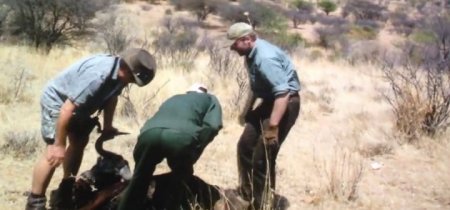 Сафари (2016) Сафари (2016)