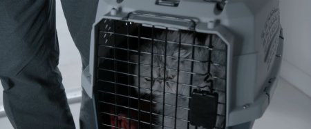 День любимой (2017) День любимой (2017)